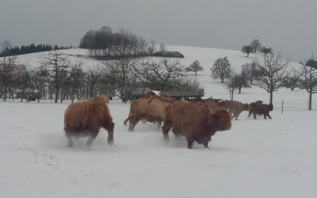 Auslauf im Schnee